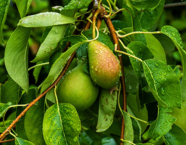 istock Close up of pears growing on a tree 1310114639