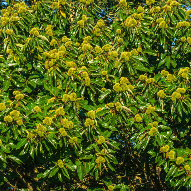 primer plano de castañas dulces en un árbol (castanea sativa) - cupule fotografías e imágenes de stock
