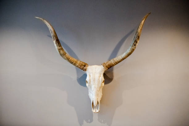 istock Horned animal skull mounted on wall 1310114759