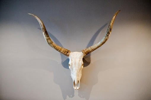 Horned animal skull mounted on wall
