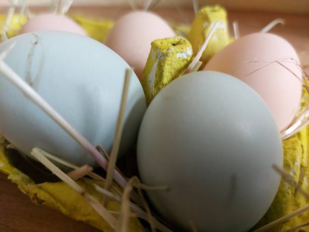 istock Coloured organic eggs, free range farming 1310115046