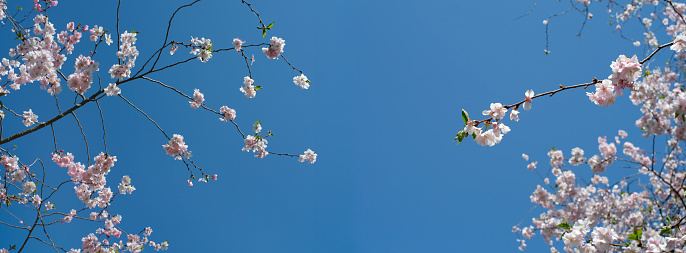 cherry blossoms in the springtime, panoramic, large copy space