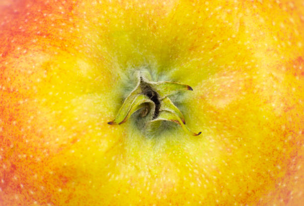 istock Close up photo of red apple background. Apples fruit peel texture, macro view. 1310116073