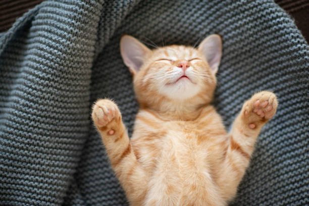 istock Cute red kitten with classic marble pattern sleeps on the back on sofa. Adorable little pet. Cute child animal 1310116176