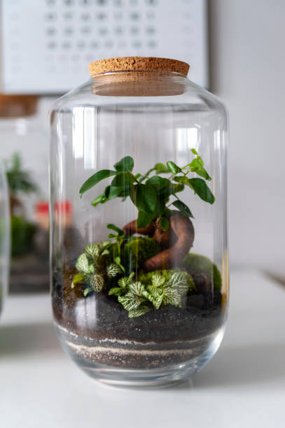 istock Beautiful jar with live forest with self ecosystem, terrarium, forest in a jar 1310117153