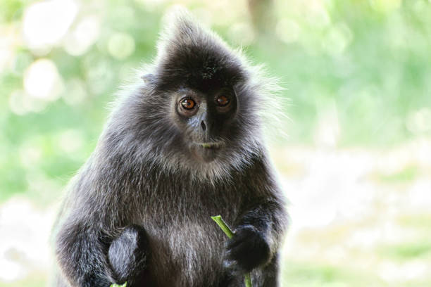 istock Black and white Surili monkey in Borneo 1310117301