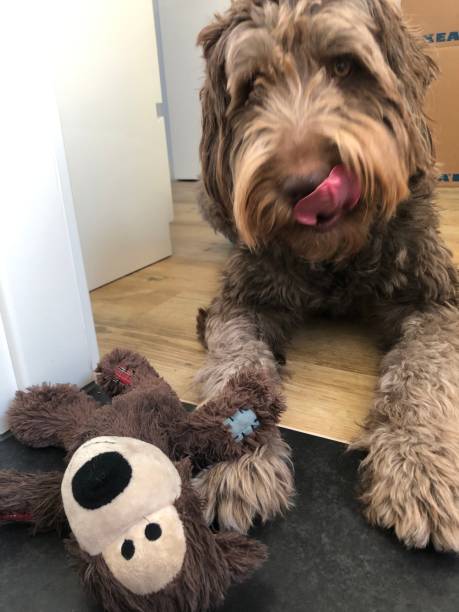 istock Dog with cuddly toy 1310118490