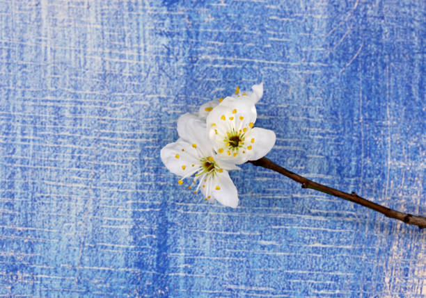 cherry blossom on blue wooden background