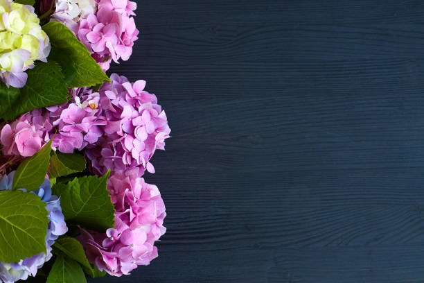 hydrangea flowers on black wooden background. Floral border with copy space. Top view.