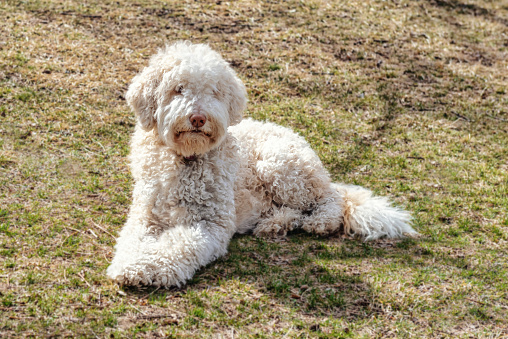 The animal is relaxes in the grass of a public park at the beginning of springtime