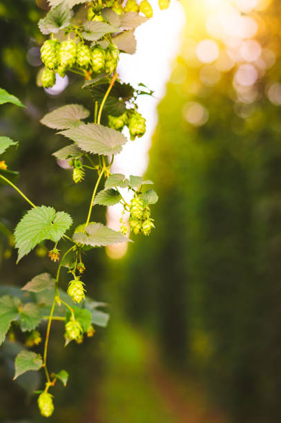 Fresh green hops on a wooden table .