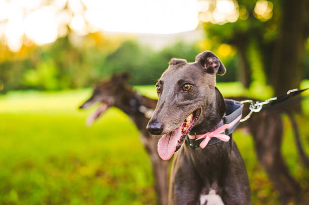 istock Portrait of a Greyhound 1310120929