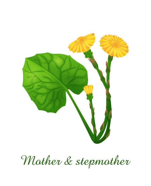 Mother and Stepmother plant, green grasses herbs and plants collection Mother and Stepmother plant, green grasses herbs and plants collection, realistic vector illustration my stepmom stock illustrations