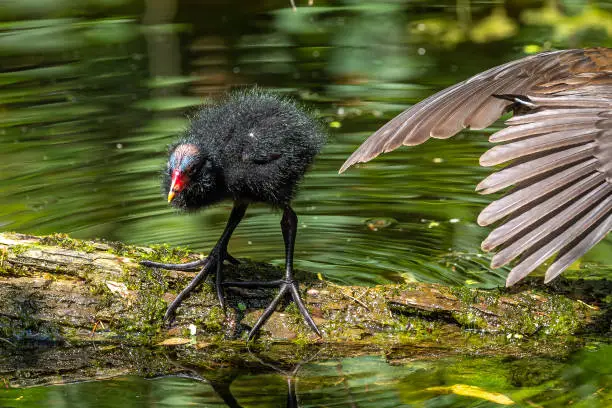 Photo of Little Common moorhen baby, Gallinula chloropus also known as the waterhen