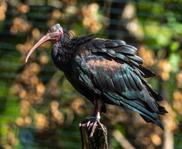 istock Northern Bald ibis, Geronticus eremita in the zoo 1310122333