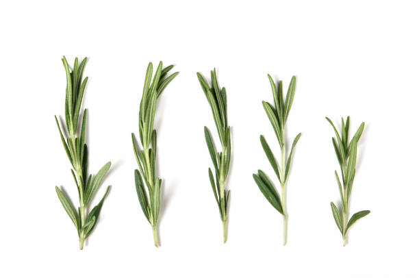 istock fresh green rosemary isolated on white. top view. elements for design 1310122361