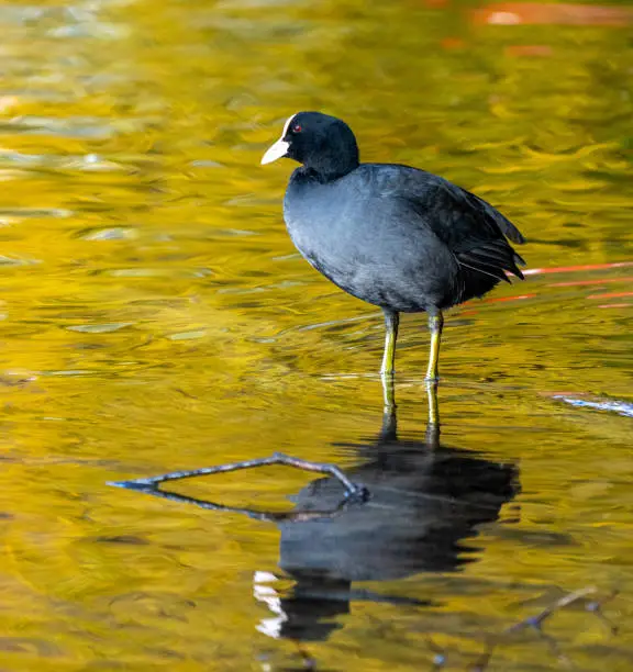 Photo of Common moorhen Gallinula chloropus also known as the waterhen or swamp chicken