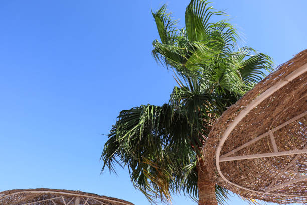 istock palm tree against the background of the sky 1310123616