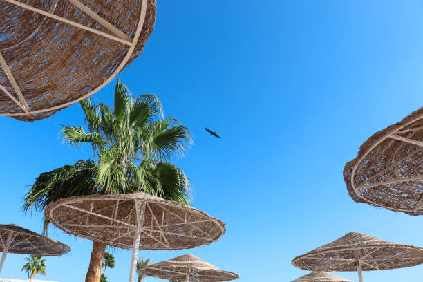 istock palm tree against the background of the sky 1310123637
