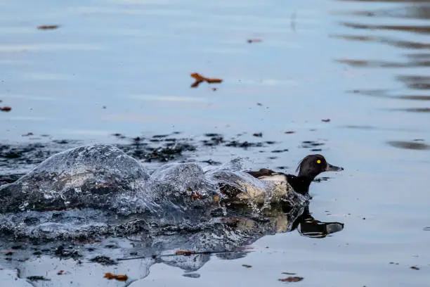 Photo of Common moorhen Gallinula chloropus also known as the waterhen or swamp chicken