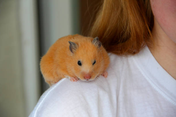 Orange syrian hamster sits on a girl's shoulder