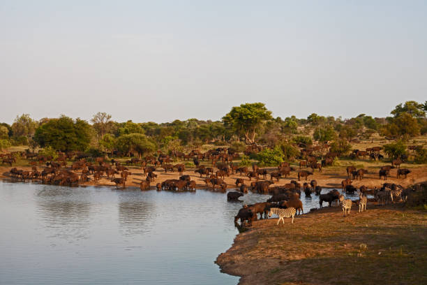 istock Herd of Cape Buffalo at water 13651 1310124936