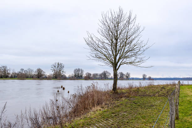 petit arbre nu sur la rive de la meuse sur l’herbe verte clairsemée, une barrière avec le fil barbelé avec les arbres nus à l’arrière-plan - bare tree photos photos et images de collection