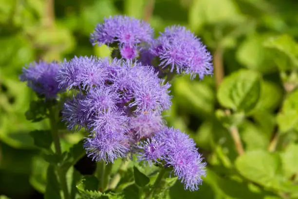 Light-purple flowers of ageratum in a green garden