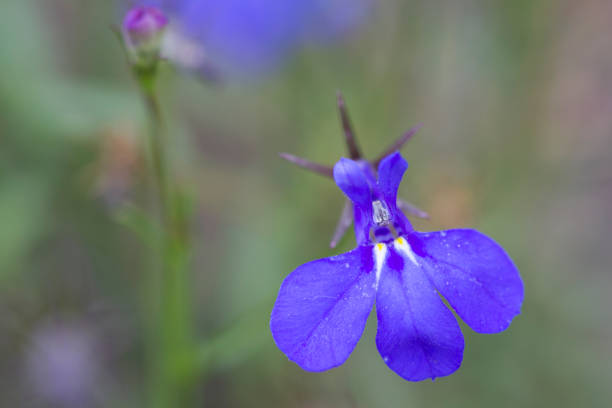 Several wildflower species growing together in summer - photographed from above during August.
