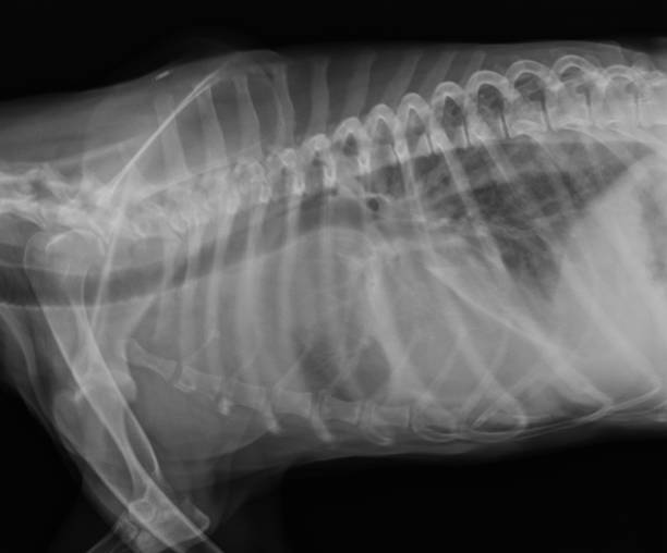 istock Dog thorax x ray lateral view 1310127364