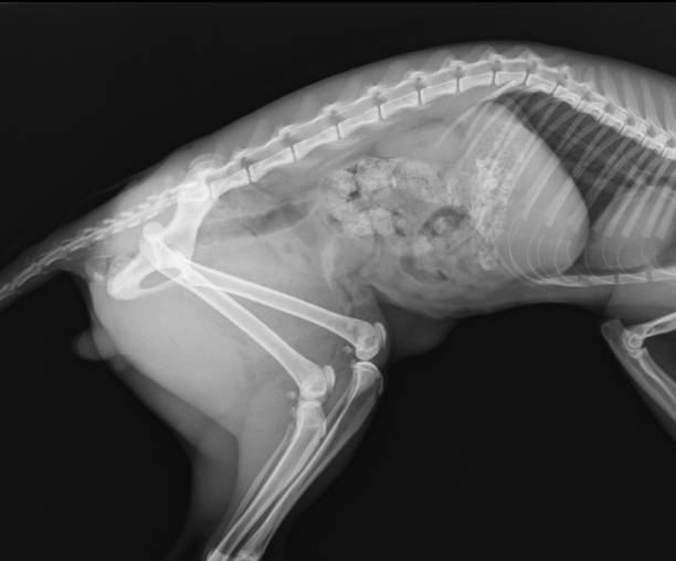 radiografia di lussia dell'anca del cane - vet x ray veterinary medicine x ray image foto e immagini stock