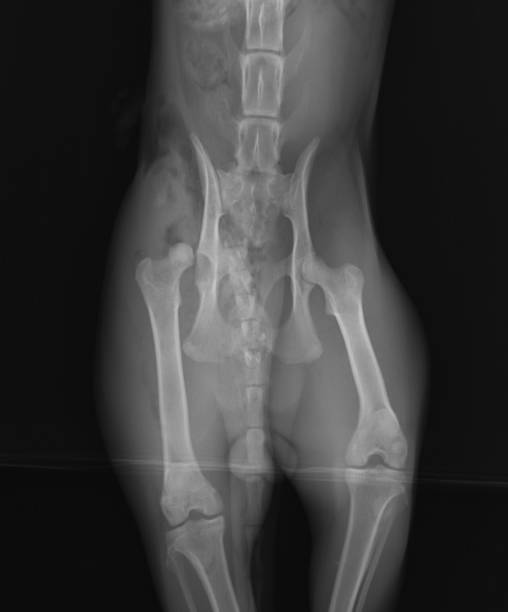 istock Dog hip luxation x ray 1310127406