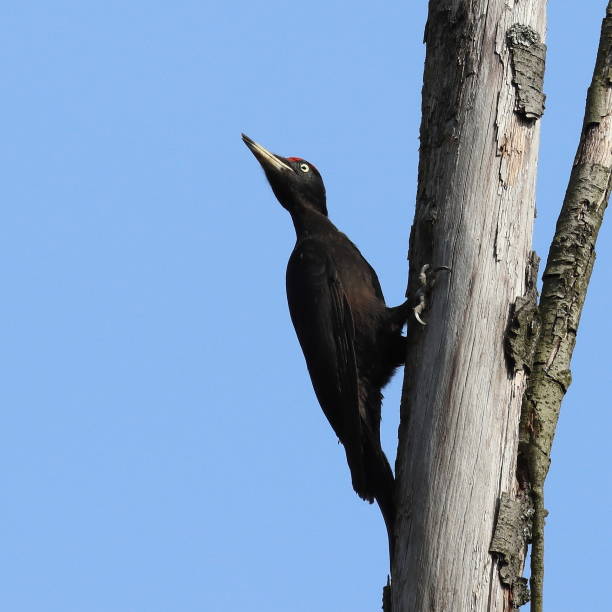 pica-pau preto - pileated woodpecker animal beak bird - fotografias e filmes do acervo