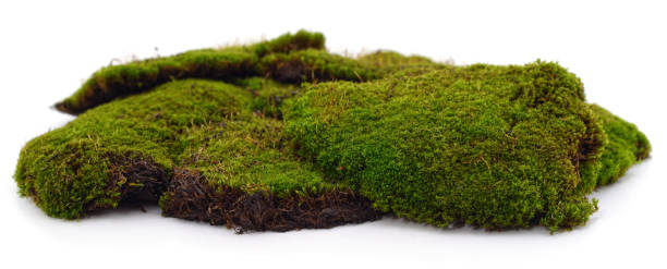 istock Bunch of green moss. 1310127812