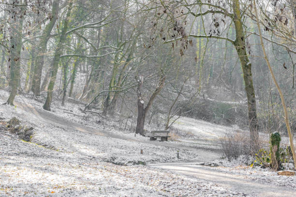 istock Winter landscape in a Dutch forest with a snow covered hill with bare trees, a wooden bench next to a winding path and light fog 1310127872
