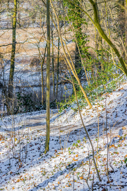 istock Footpath on a snow covered hill between small trees and a stream in the background in a Dutch forest 1310127900