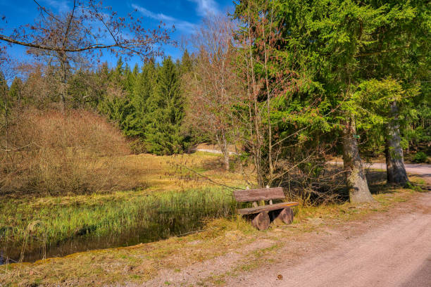 istock hiking in the Thuringian Forest 1310128787