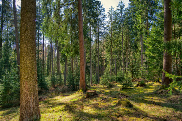 hiking in the Thuringian Forest