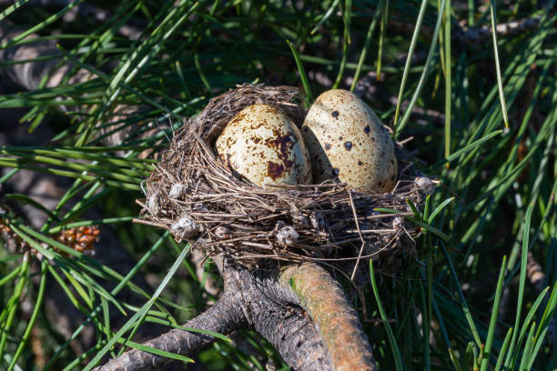 Bird's nest with two eggs on a tree branch.  Birds nest created with branches.