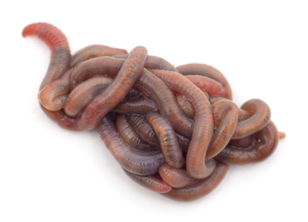 istock Pile of earthworms. 1310129385