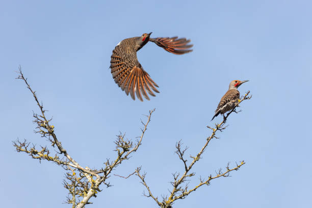 istock northern flicker woodpecker 1310130231