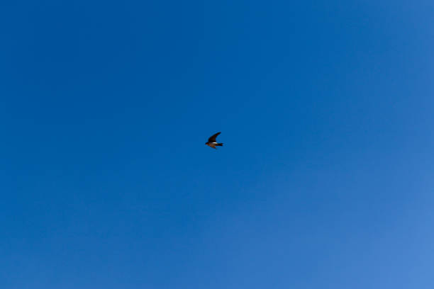 istock lonely flying swallow, under a cloudless blue sky. 1310130533