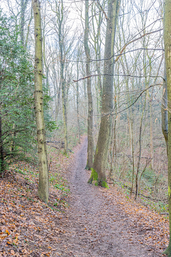 Narrow dirt path between bare trees with very thin trunks, wild plants and dry leaves on the ground, cloudy day with light fog in the Dutch nature reserve of Cannerberg, South Limburg, Netherlands