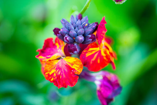 wallflowers ,Cheiranthus cheiri or Erysimum in spring, colorful flower wallflowers ,Cheiranthus cheiri or Erysimum in spring, colorful flower cheiranthus cheiri stock pictures, royalty-free photos & images