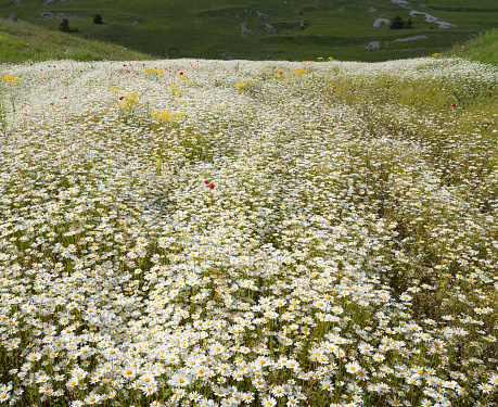 Wild flower meadow in the Apennines, Parco Nazionale del Gran Sasso e Monti della Laga