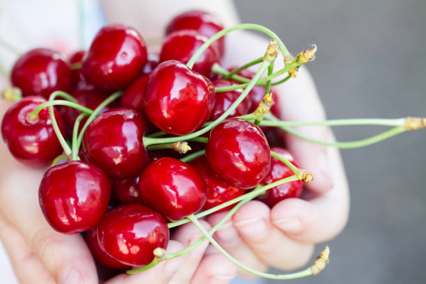 istock Red cherries in the child's hands. Selective focus 1310131789