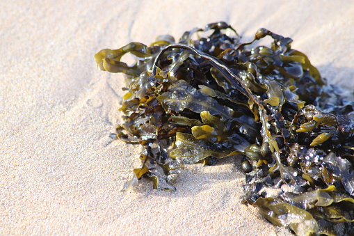 Seaweed in close up on beach