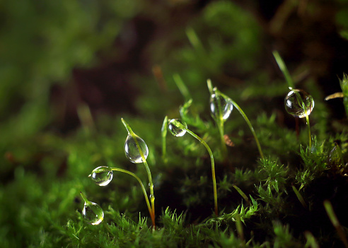 Small drops of dew on the green grass. Macrophotography of moss.