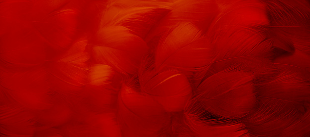 A bright red feather. Abstract textured background made of bird plumage. Cabaret, holiday. Banner. Close-up, soft focus.