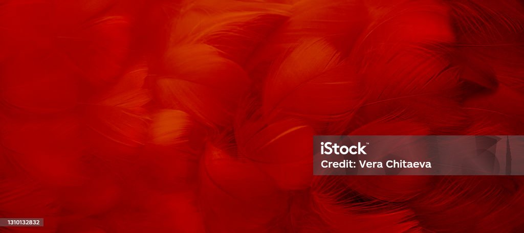 A bright red feather. Abstract textured background made of bird plumage. Cabaret, holiday. Banner. Close-up, soft focus A bright red feather. Abstract textured background made of bird plumage. Cabaret, holiday. Banner. Close-up, soft focus. Cabaret Stock Photo